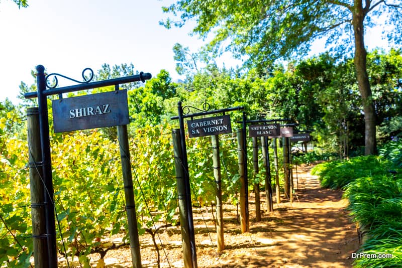 The-grapes-are-ripe-and-in-the-pic-the-wine-farm-is-seen