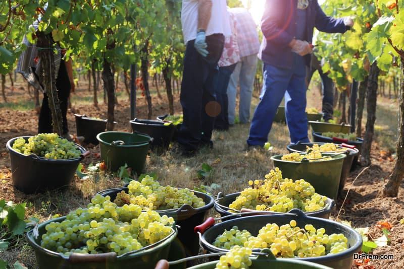 Viticulturists harvesting grapes in grape yard