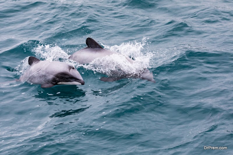 the world's smallest and rarest marine dolphin, Akaroa Harbour, New Zealand