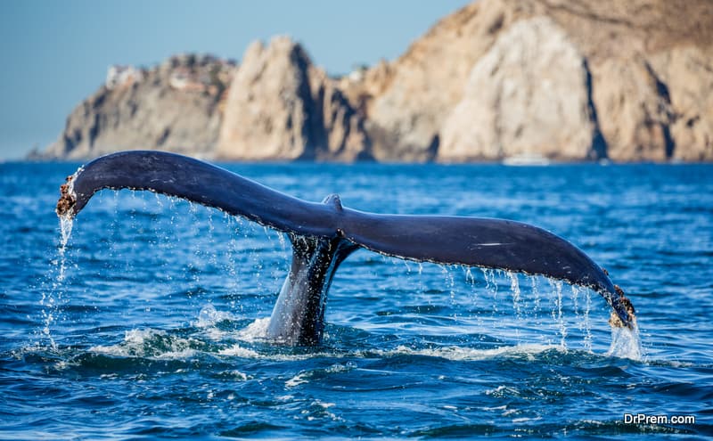 Best travel destinations for whale watching