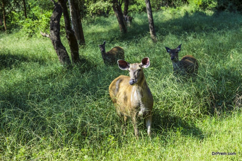 antelope in Sariska national Park in India in grass