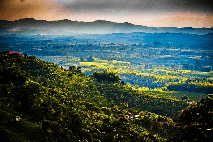 Colombian coffee culture landscape in city of Pereira, Colombia