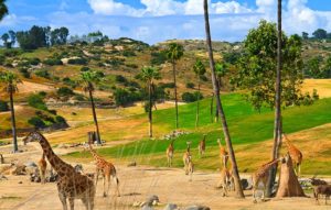 San Diego zoo safari park tour