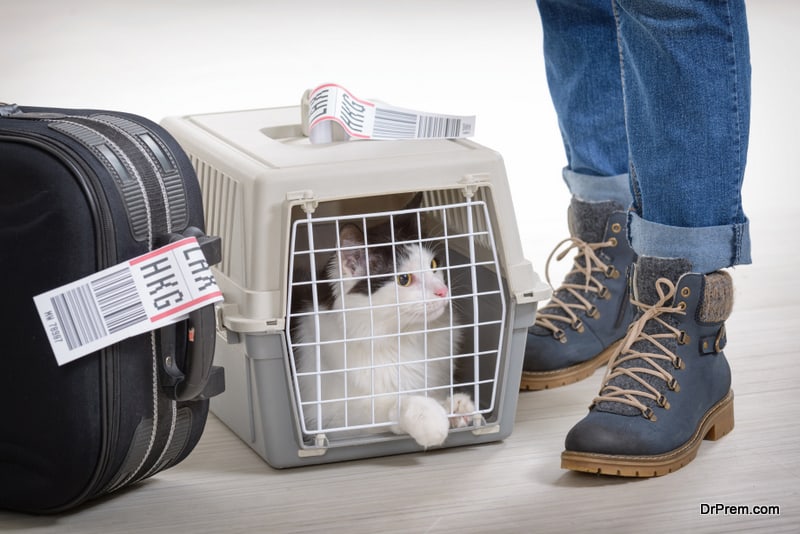 tips to travel safe with pets