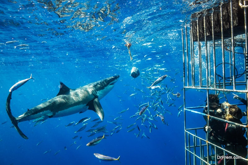Cage-Diving-with-Great-White-Sharks