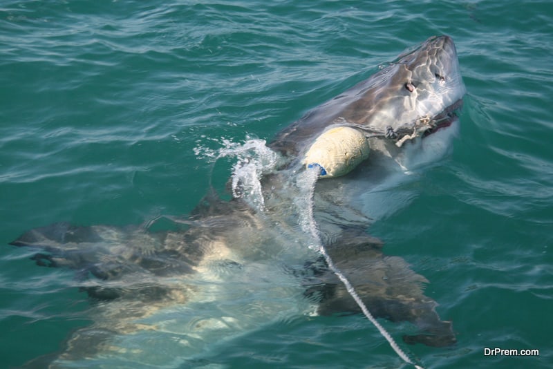 Shark baiting in Roatan