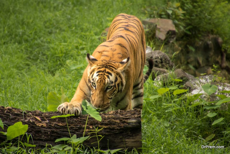 The-Sunderbans-tiger