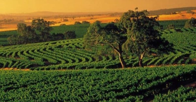 Things that make Barossa Valley a must visit place