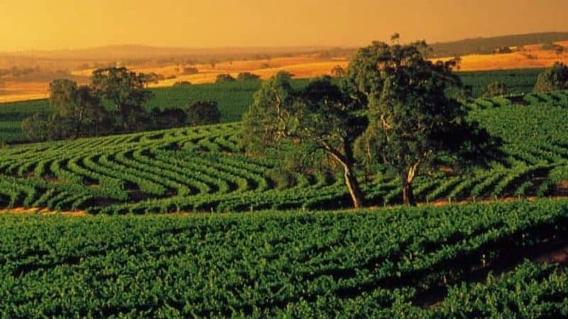 Things that make Barossa Valley a must visit place