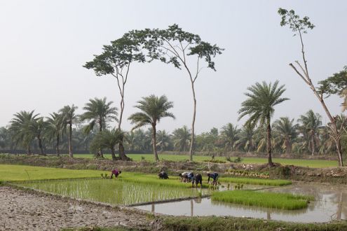 Afalkati Village - Bangladesh