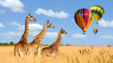 Balloon Safari in Kenya by Dr Prem