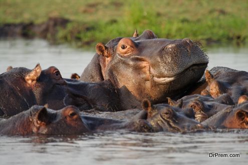 Chobe National Park