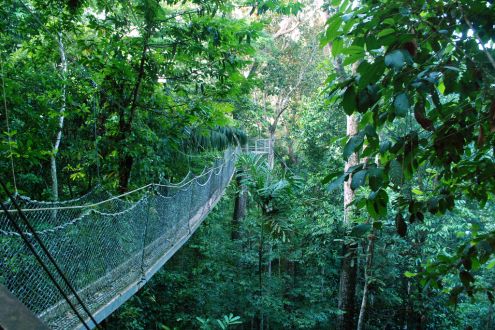 Iwokrama Forest, Guyana
