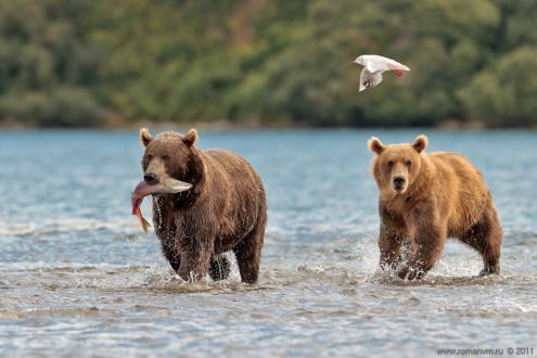 Kurilskoe Lake, Russia