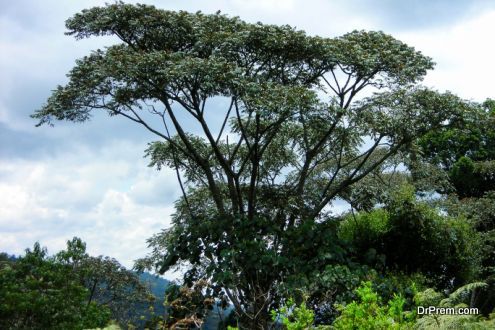 Nyungwe rainforest