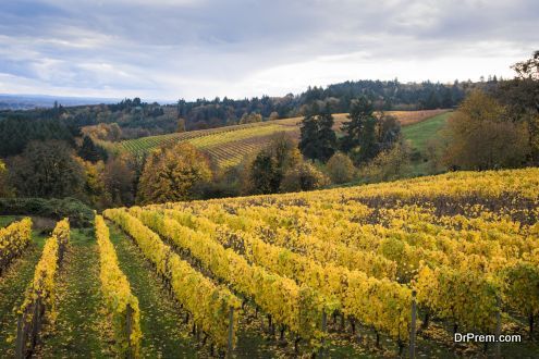 Oregon Wine Country - USA