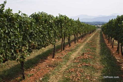 Virginia wine country - USA