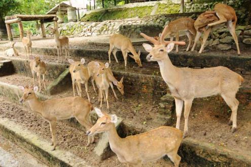 Yangon Zoological Gardens