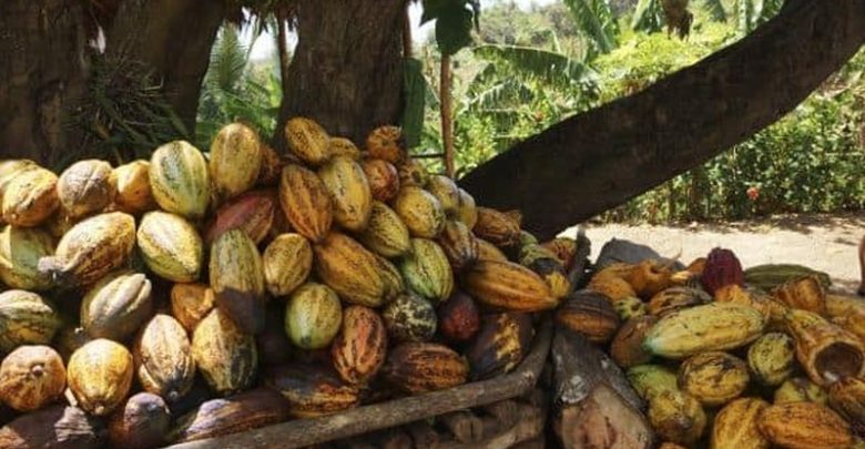 Re-visiting Cacao – The birth place of chocolate - Dr Prem Travel ...