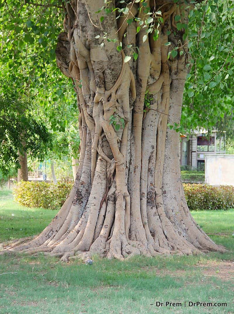 Banyan tree of Khajuraho is famous spot for visitors because of its root which is so structured that it shows images of humans.