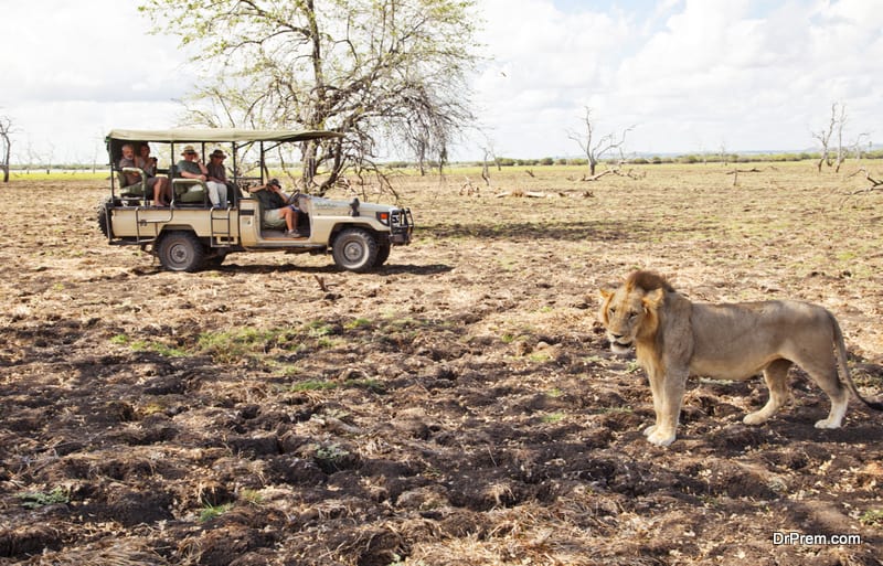 people on a wildlife safari