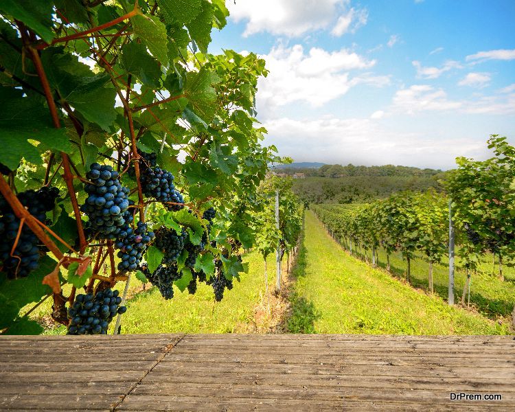 vineyards of Rhone Valley