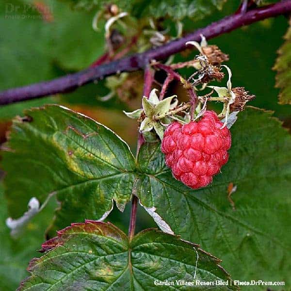 fruits 