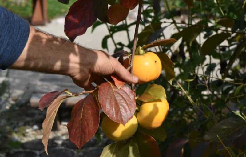 fruits turns yellow