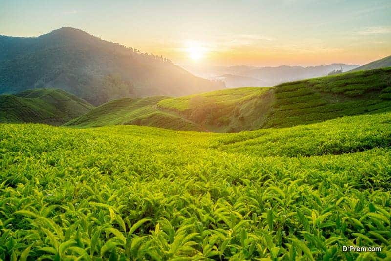 Cameron-highlands-Malaysia