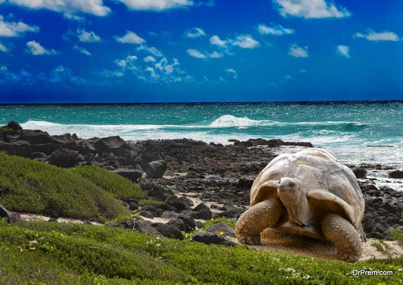 Galapagos Island.