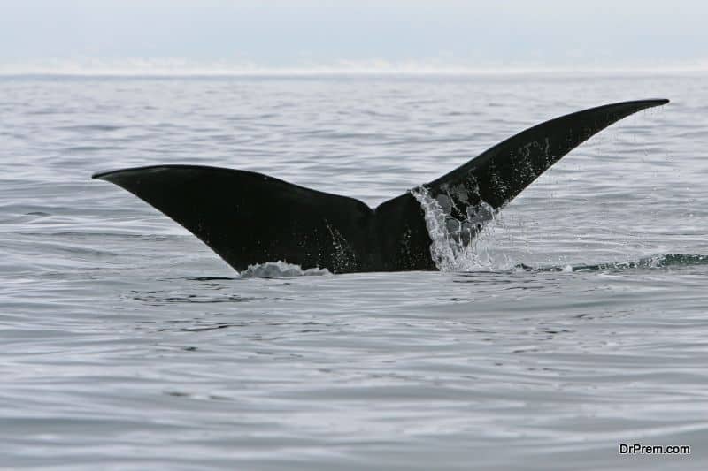 A trip at Hervey Bay amongst the lovable whales