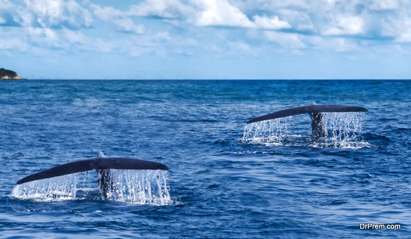 gala-sea-adventure-with-the-whales