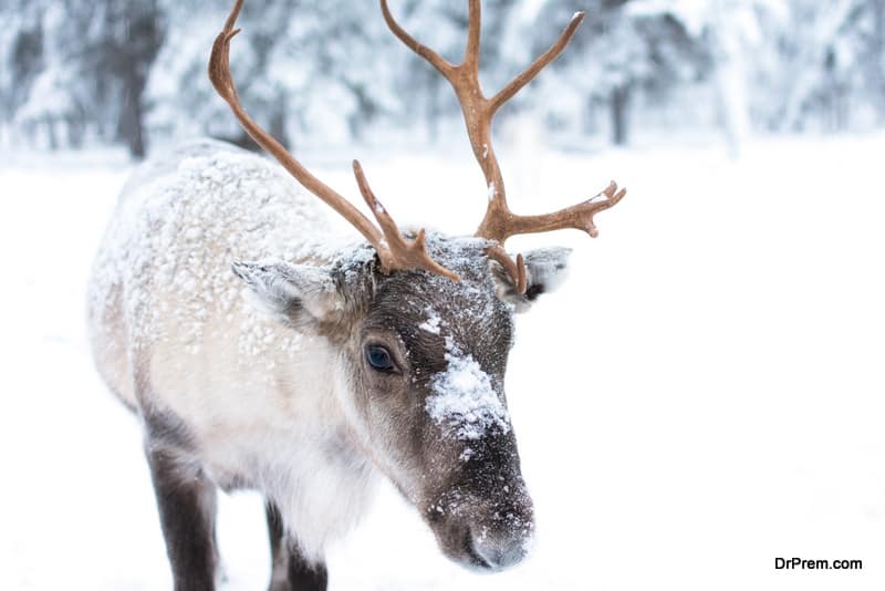 visual-treat-by-observing-reindeers