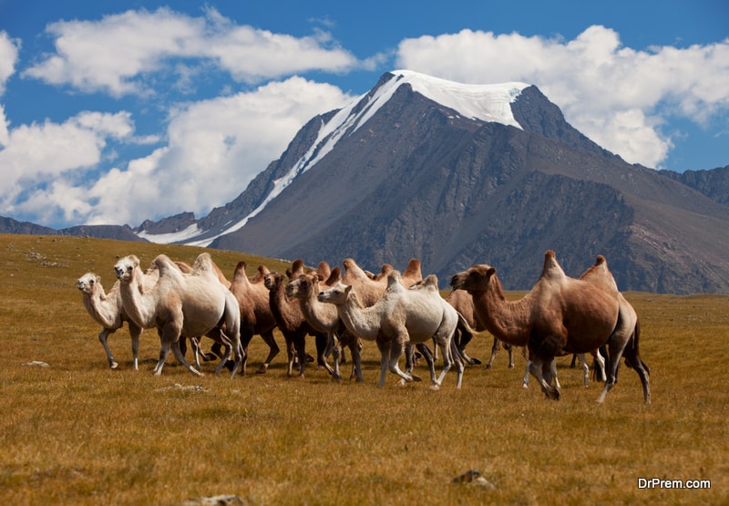 The Altai Mountains