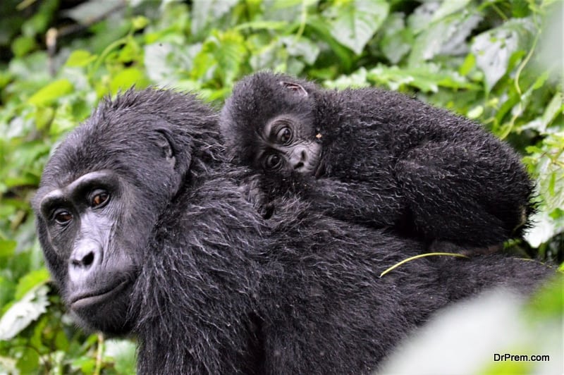 A baby mountain gorilla in Bwindi Impenetrable Forest, Uganda