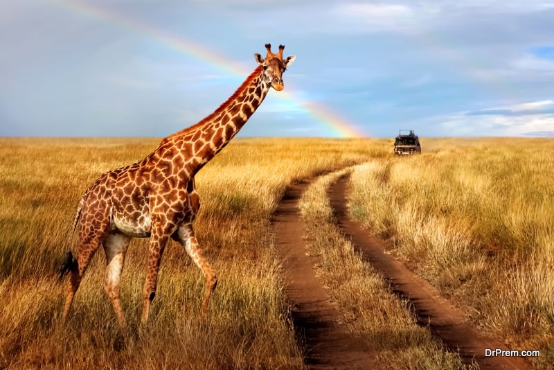 A lonely beautiful giraffe in the hot African savanna against the blue sky with a rainbow