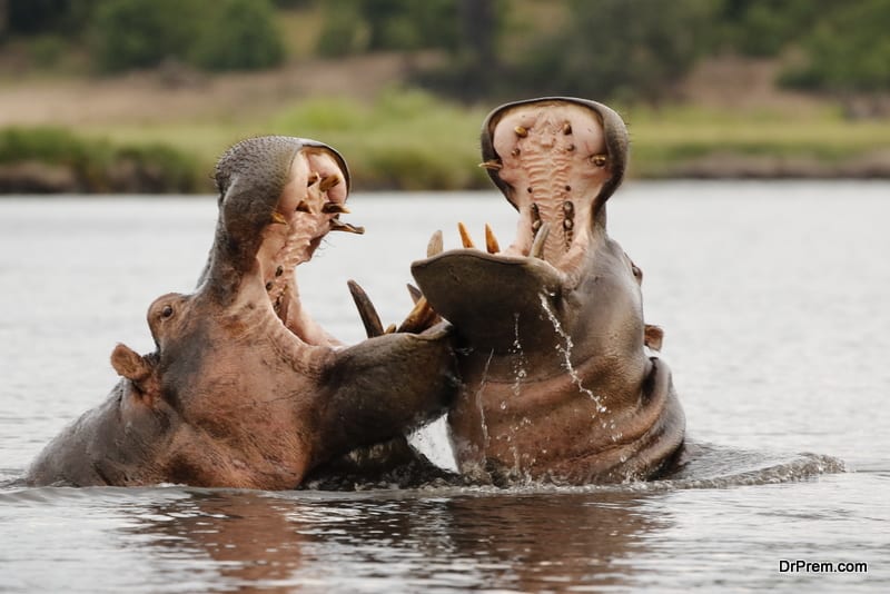 Animals hippopotamus fight nature wildlife river water safari Chobe National Park