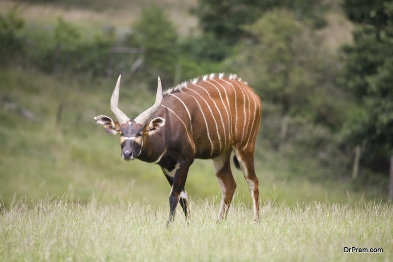 Bongo antelope on a green field at nature scene