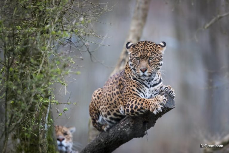 Brazil-sighting-jaguars - Dr Prem Travel & Tourism Guide, Consultancy ...