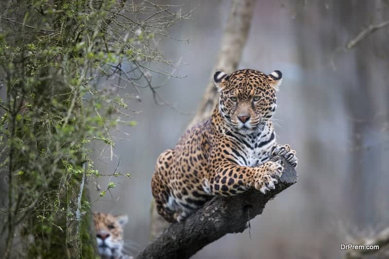 Brazil sighting jaguars