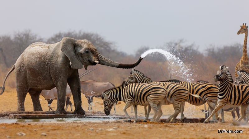 Elephant spraying zebras with water to keep them away from waterhole Etosha National Park