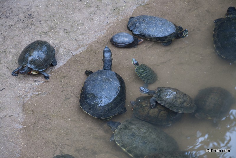 Family of water turtles. Guatemala