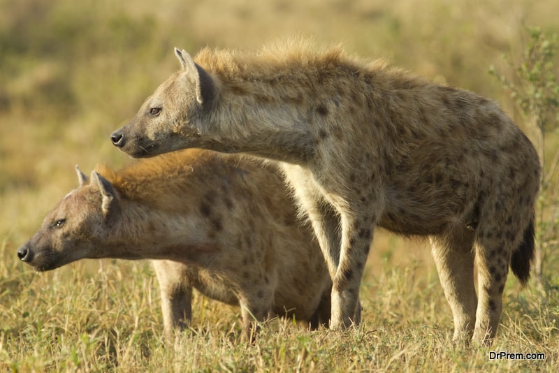 Hyenas in Kenya