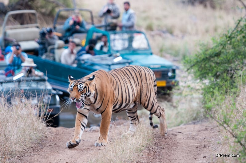 INDIA-species-of-the-feline-family