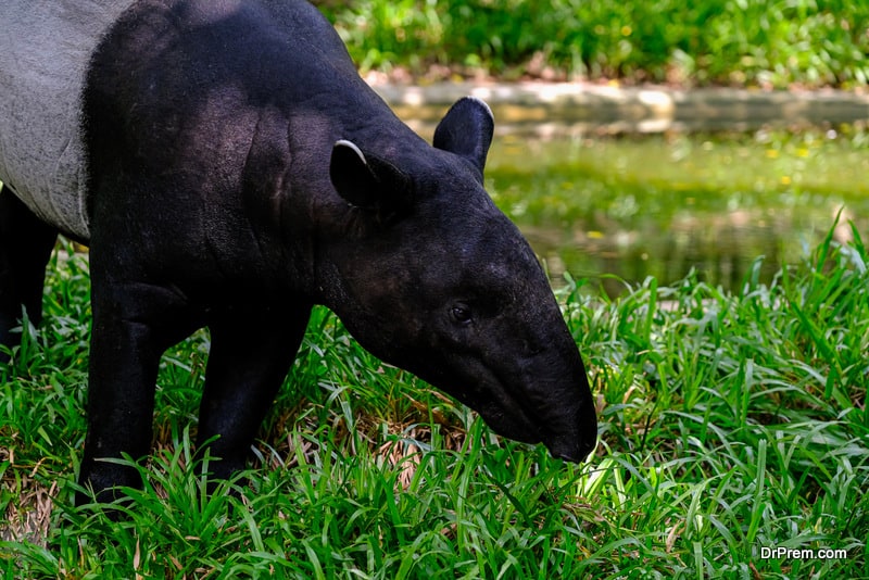  Malaysian-wild-life