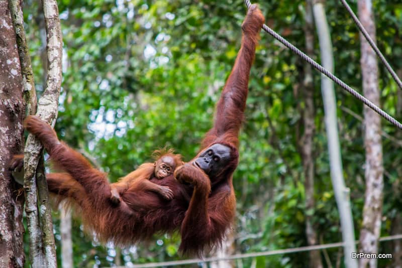 Orangutan in the wild, hanging in a tree with cute baby