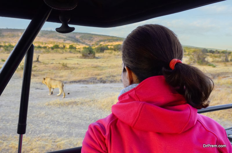 SOUTH-AFRICA-Lazy-lions-stretch