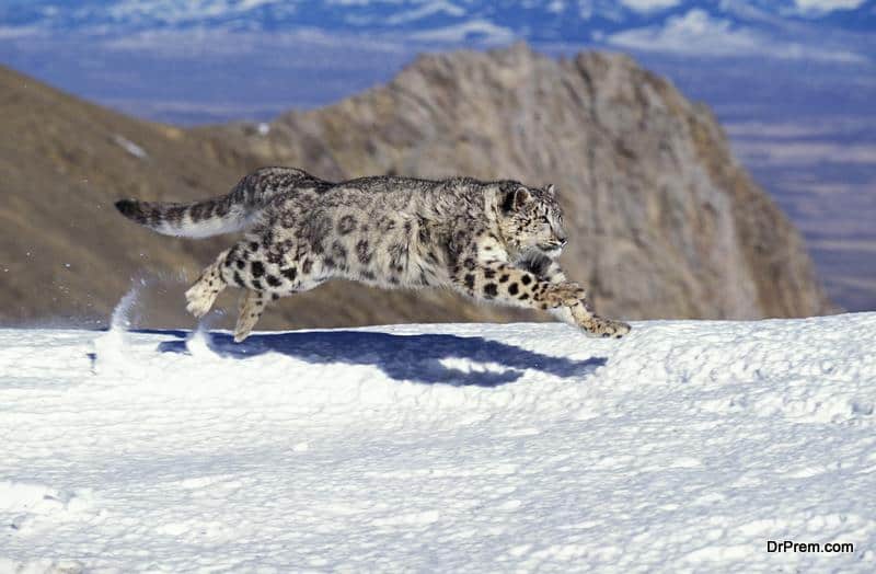 Snow Leopard in action