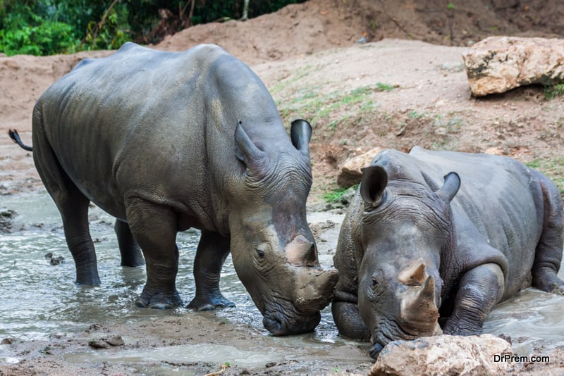 THAILAND-rhinoceros