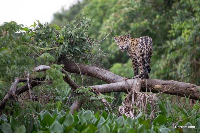 The-Pantanal